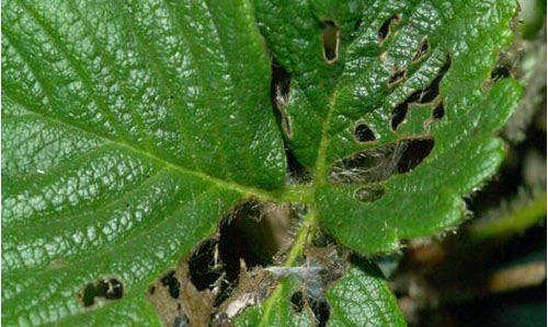 Duponchelia fovealis (Zeller)